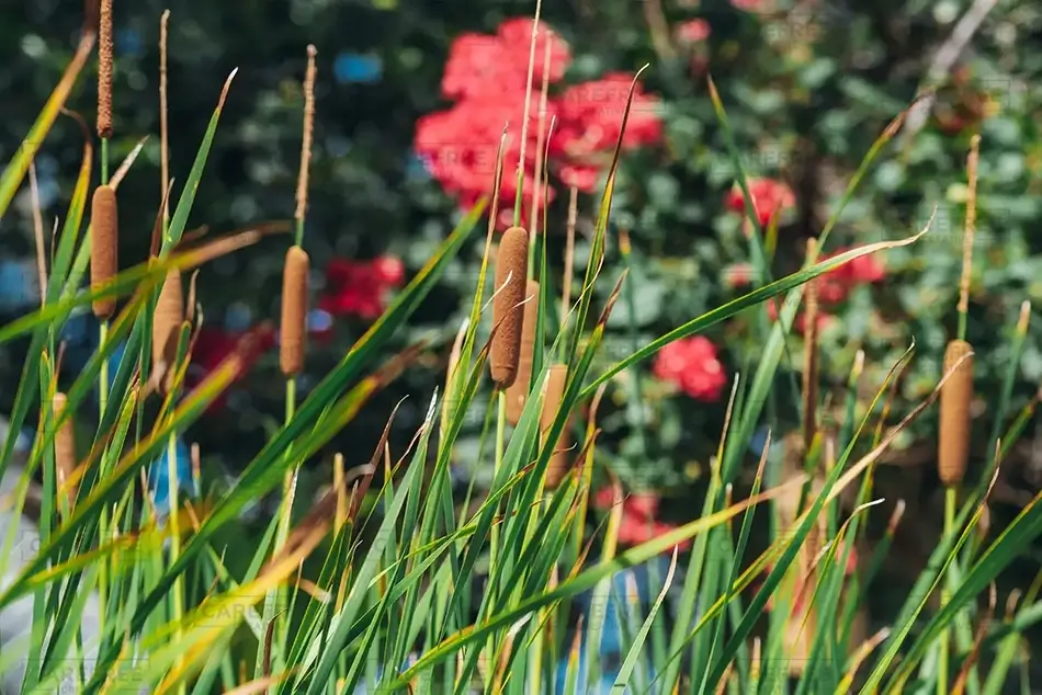 St Thomas Red Flowers And Cattails by the Path, USVI · Caribbean