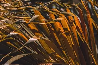 St Thomas Sunlit Palm Grasses Close-Up