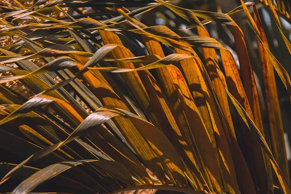 St Thomas Sunlit Palm Grasses Close-Up, USVI · Caribbean