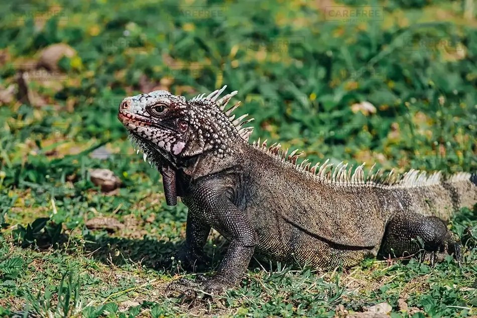 St Thomas Common Green Iguana, USVI · Caribbean