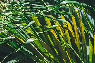 St Thomas Lush Tropical Palm Grasses