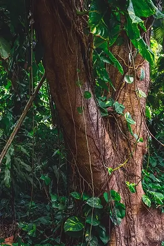 St Thomas Tree Trunk Close-Up