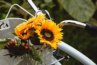 Sunflower Festival Bright Sunflowers On Bike, Dayton, Maine