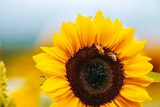 Sunflower Festival Bees On Sunflower, Dayton, Maine