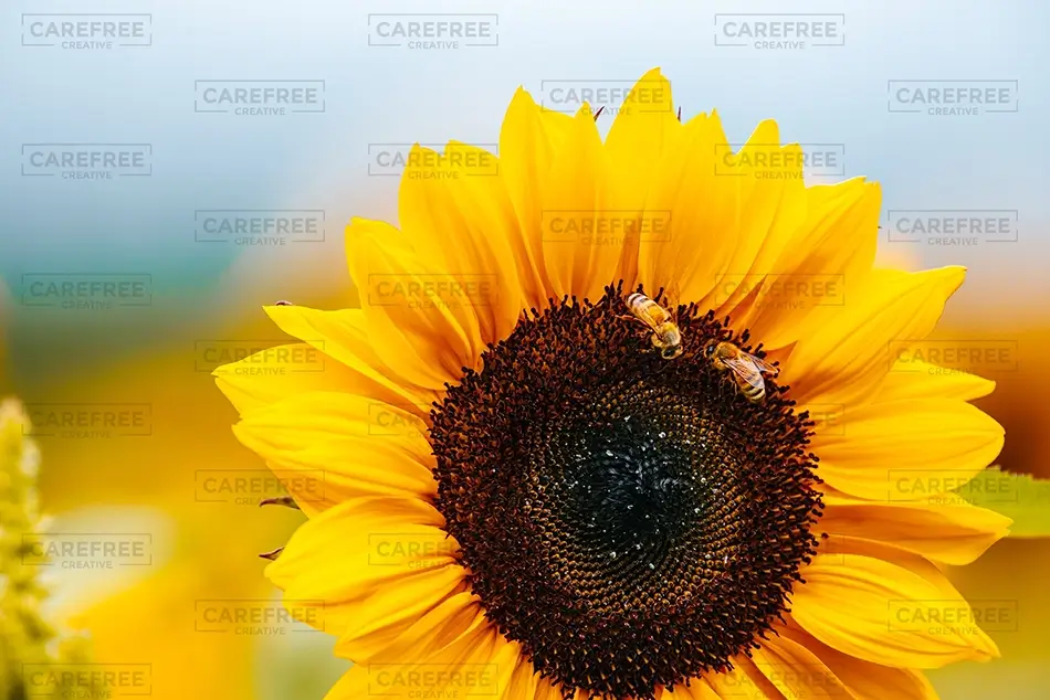 Sunflower Festival Bees On Sunflower, Dayton, Maine · United States