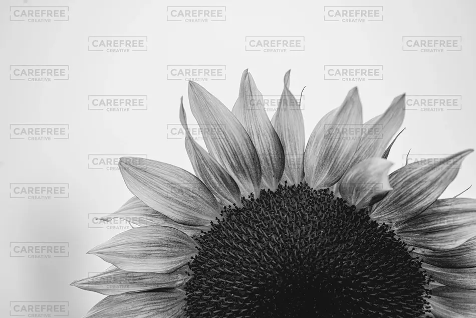 Sunflower Festival Black White Close Up, Dayton, Maine · United States