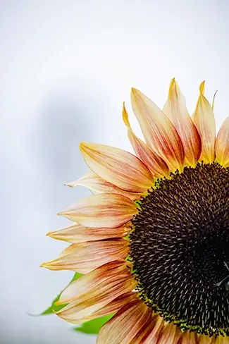 Sunflower Festival Colorful Close Up, Dayton, Maine