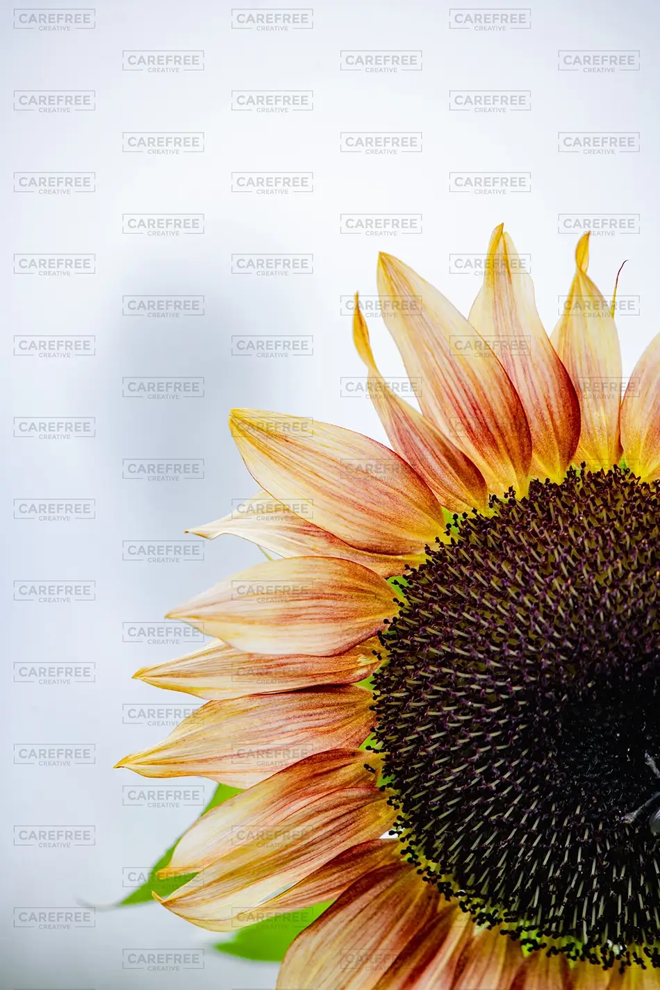 Sunflower Festival Colorful Close Up, Dayton, Maine · United States