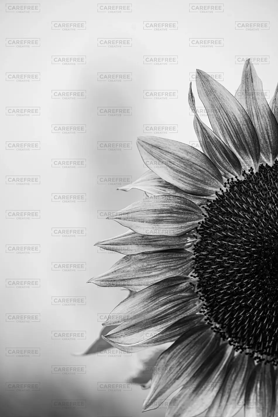 Sunflower Festival Black White Sunflower Portrait, Dayton, Maine · United States