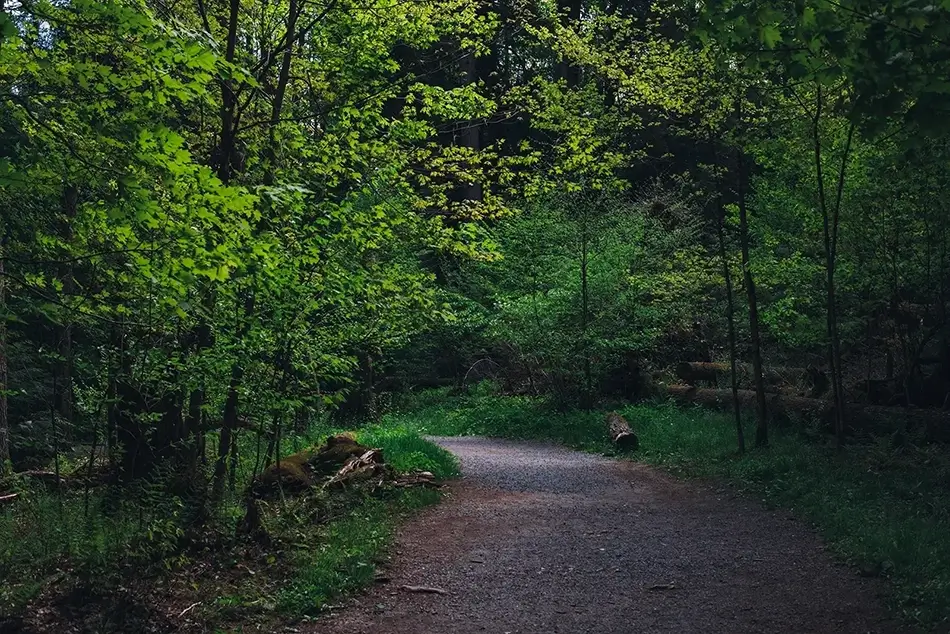 Swallow Falls State Park Forest Trail, Oakland, Maryland · United States