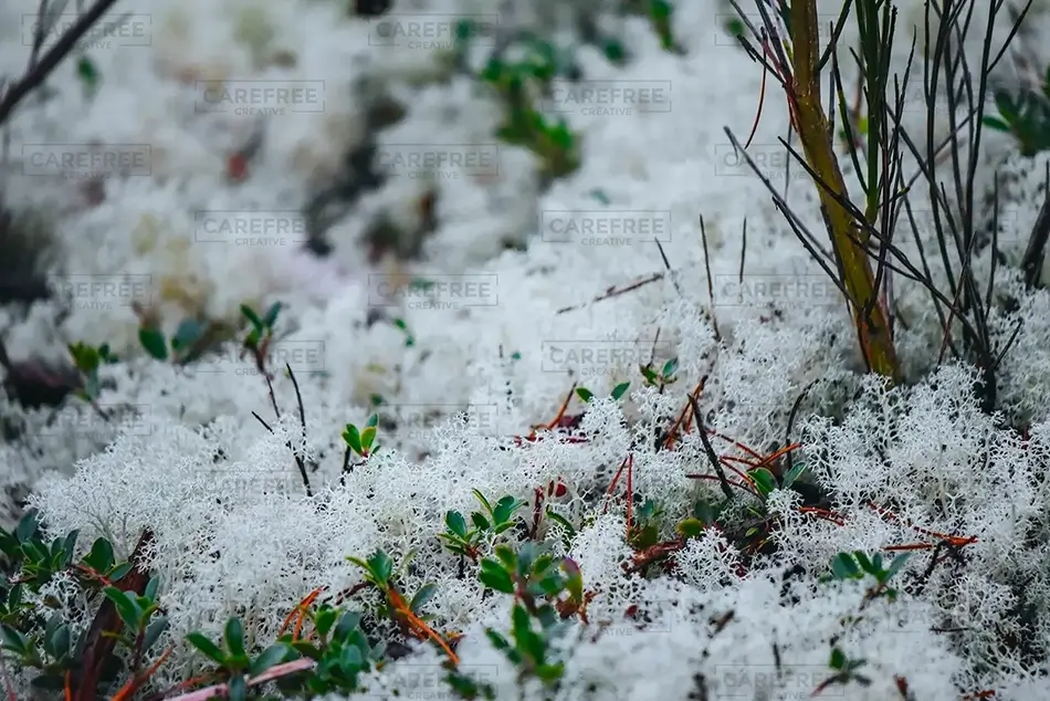 Tahkenitch Creek Reindeer Moss Lichen