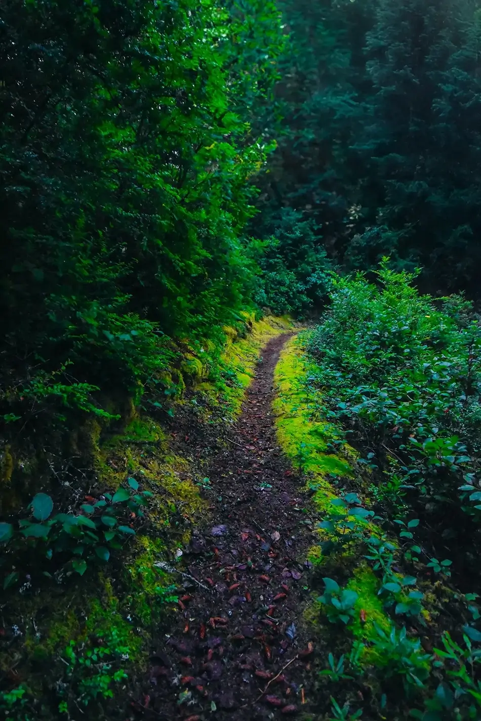 Tahkenitch Creek Verdant Path