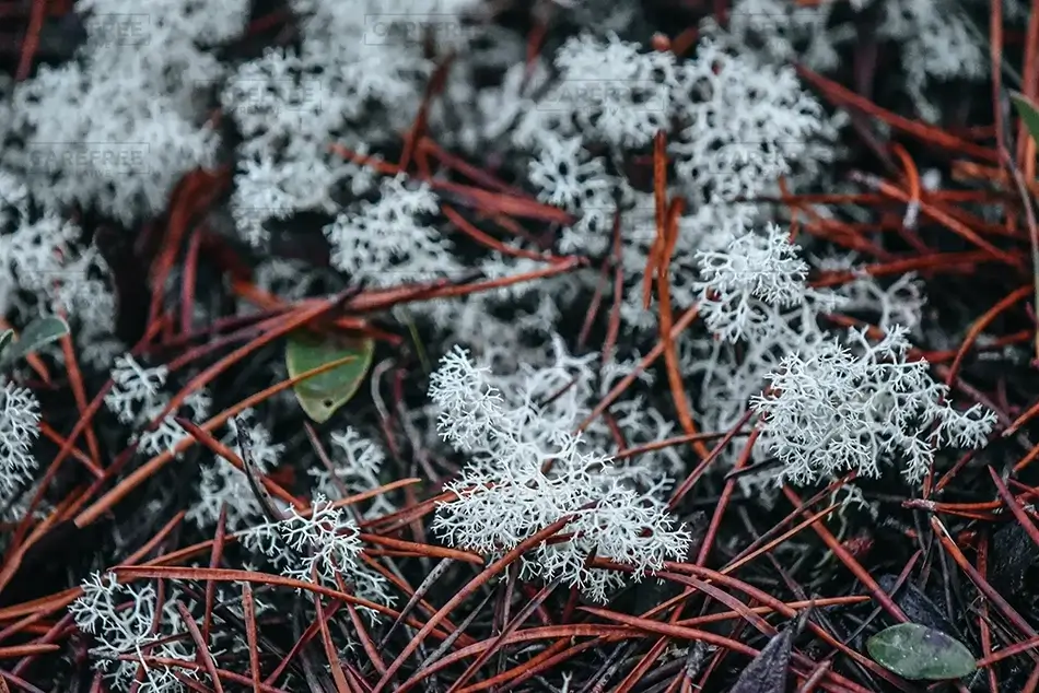 Tahkenitch Creek Frosty Reindeer Moss Lichen