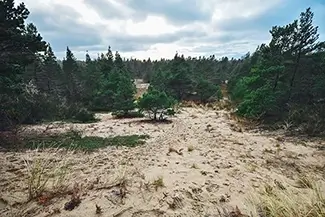 Tahkenitch Creek Dune Trail, Gardiner, Oregon