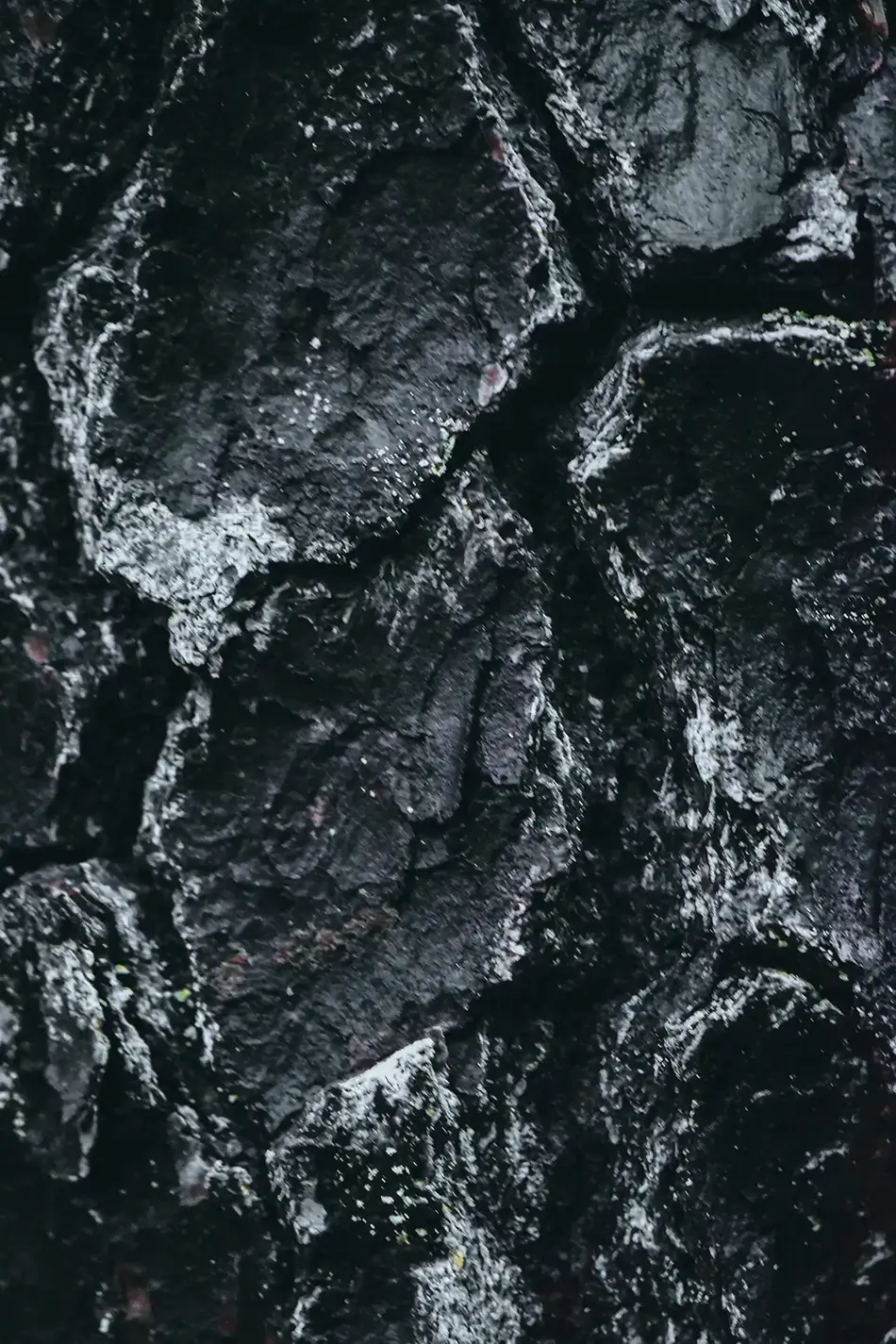 Tahkenitch Creek Bark Texture