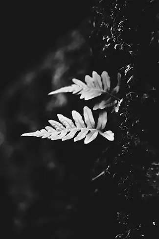 Tamolitch Falls Noir Flora, Sisters, Oregon