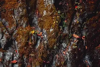 Texas Falls Autumn Moss, Hancock, Vermont