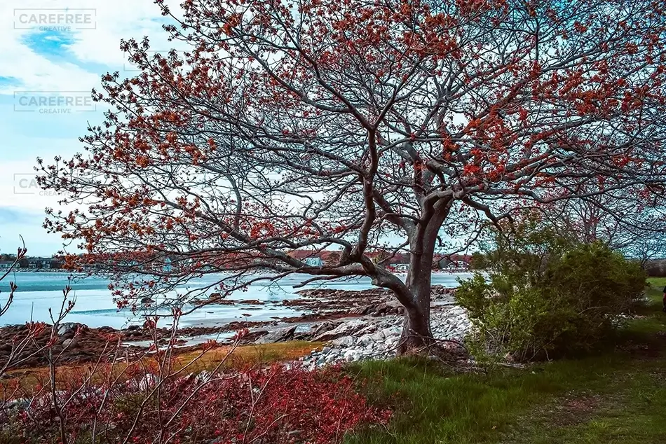 Timber Point Island Autumn Foliage, Biddeford, Maine · United States