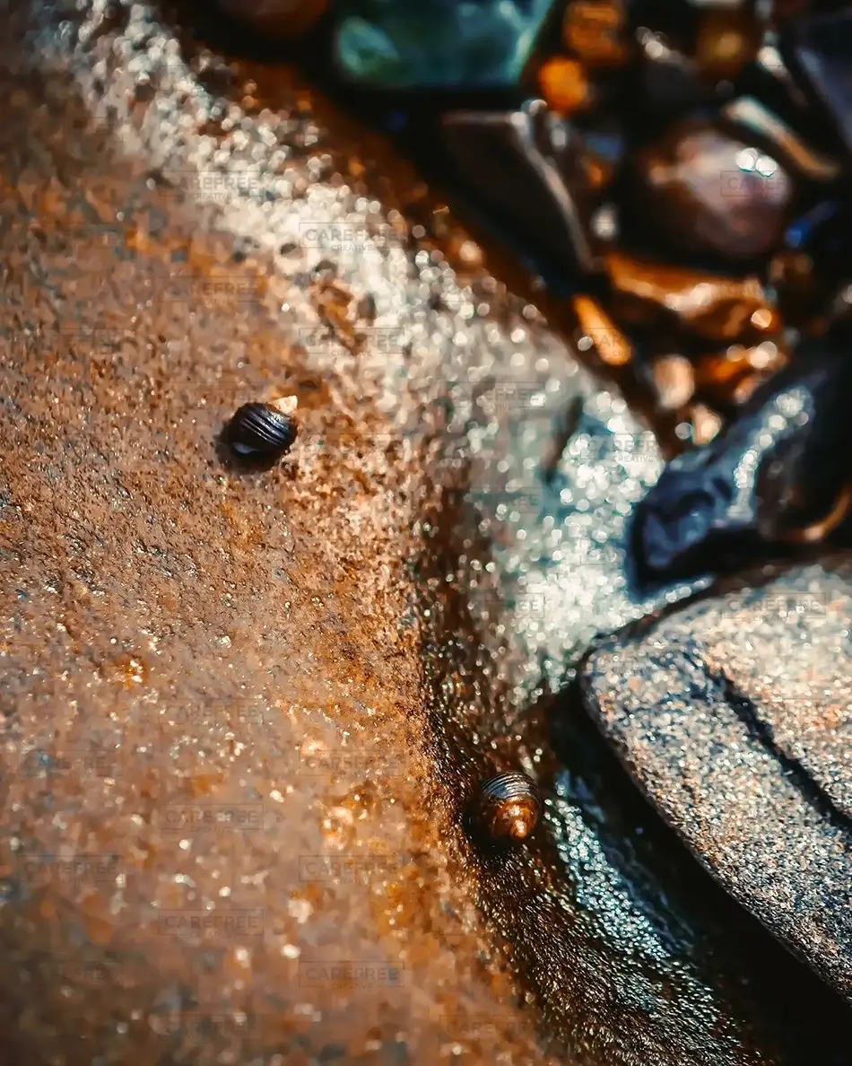 Timber Point Island Seaside Snail, Biddeford, Maine · United States