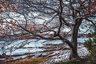 Timber Point Island Lone Red Tree, Biddeford, Maine