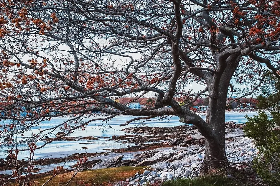 Timber Point Island Lone Red Tree, Biddeford, Maine · United States