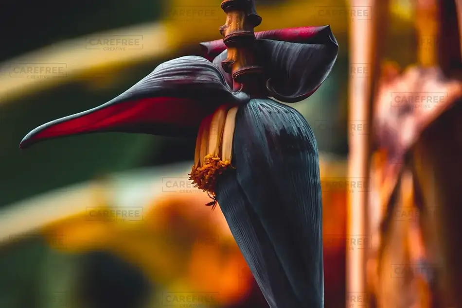 Tortola Banana Bloom Close-Up, Road Town, Tortola · British Virgin Islands