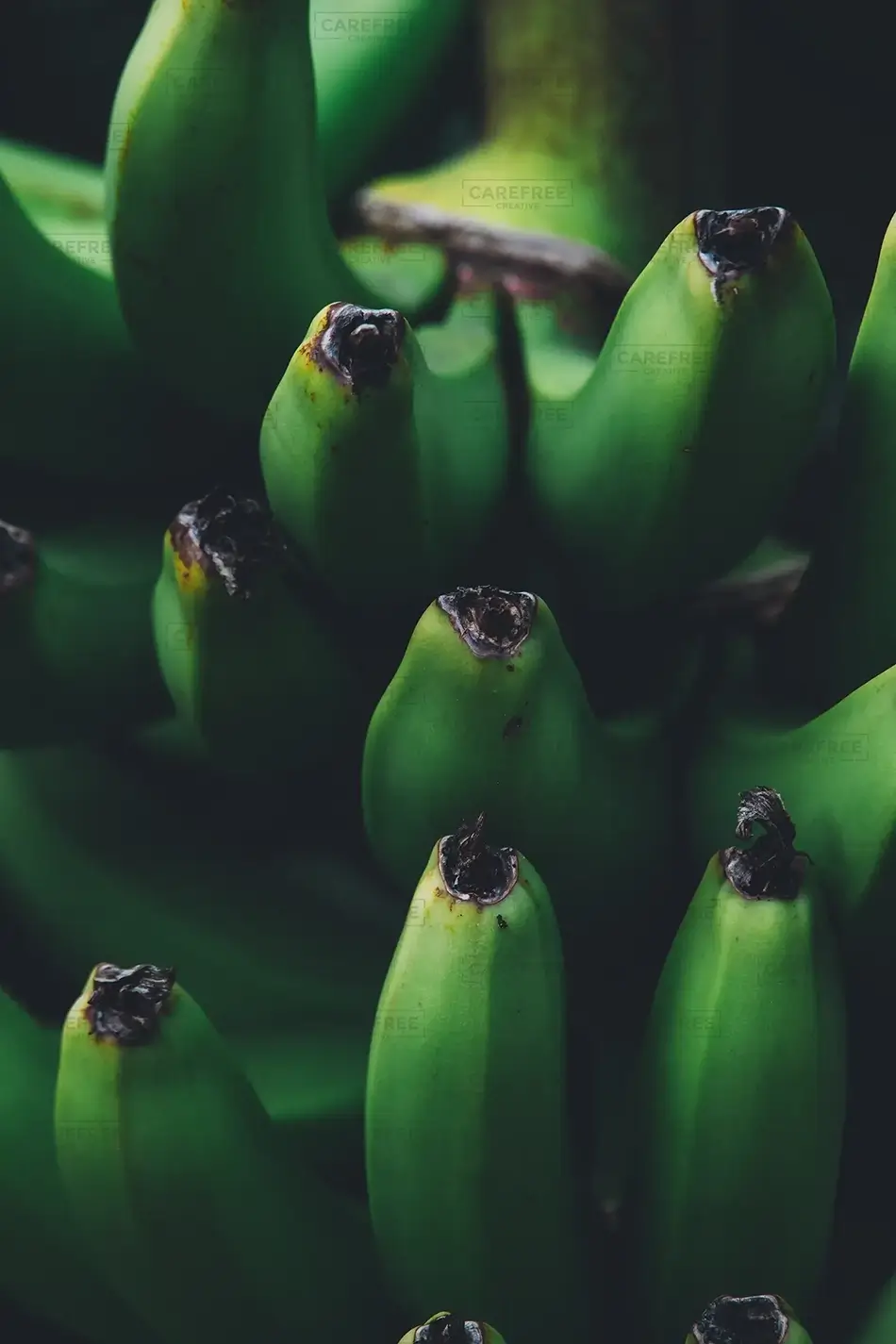 Tortola Banana Close-Up, Road Town, Tortola · British Virgin Islands