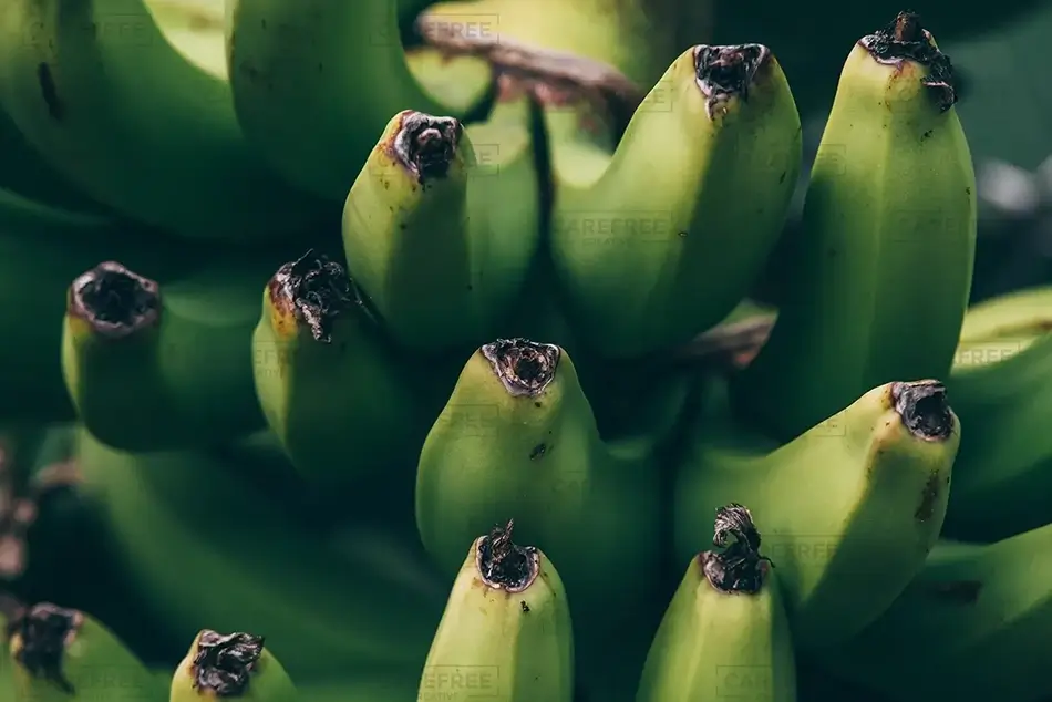 Tortola Fresh Bananas on the Tree, Road Town, Tortola · British Virgin Islands