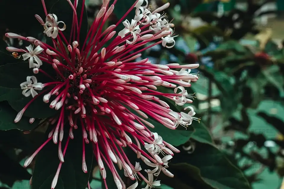 Tortola Starburst Bush Flower Close Up, Road Town, Tortola · British Virgin Islands