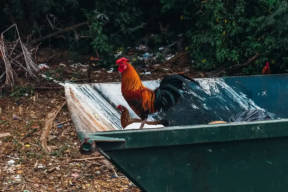 Tortola Rooster’s Urban Perch, Road Town, Tortola · British Virgin Islands