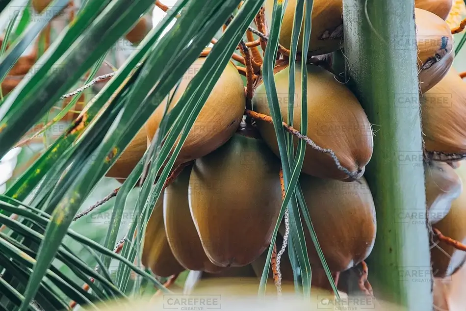 Tortola Coconut Palm, Road Town, Tortola · British Virgin Islands