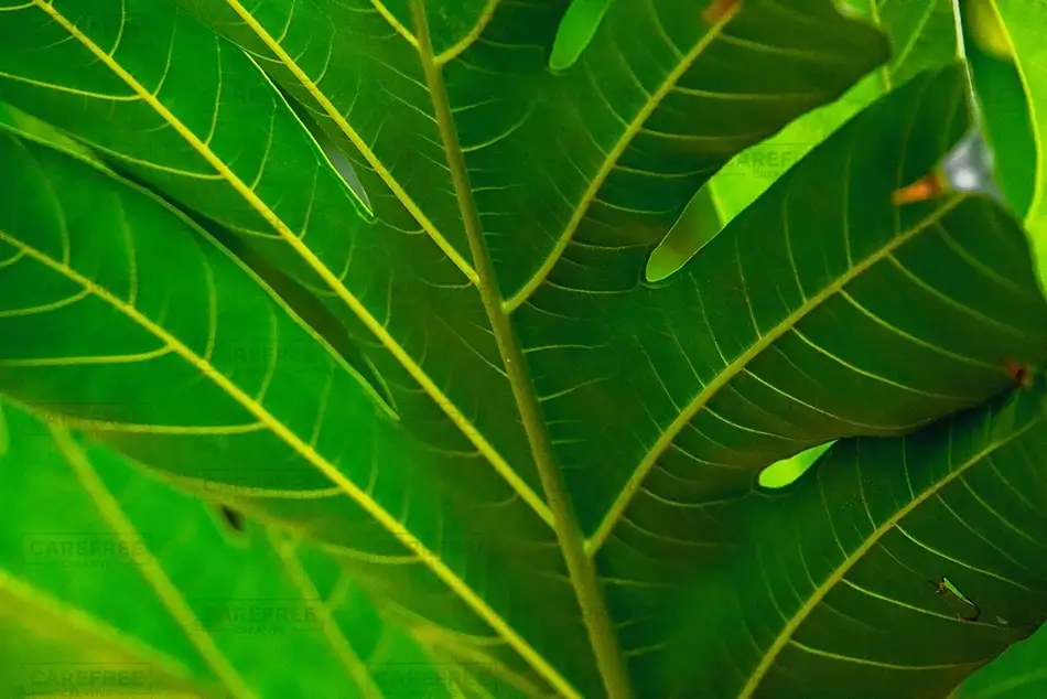 Tortola Vibrant Monstera Leaf Patterns, Road Town, Tortola · British Virgin Islands