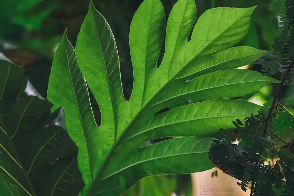 Tortola Leafy Monstera Green Close-Up, Road Town, Tortola · British Virgin Islands