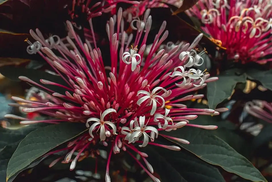 Tortola Burst of Starburst Bush Pink Blossoms, Road Town, Tortola · British Virgin Islands