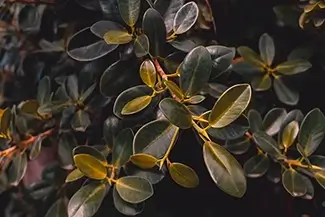 Tortola Schefflera Foliage