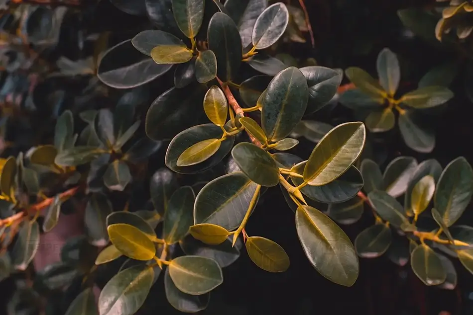 Tortola Schefflera Foliage, Road Town, Tortola · British Virgin Islands