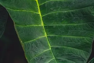 Tortola Elephant Ears Leaf Macro, Road Town, Tortola