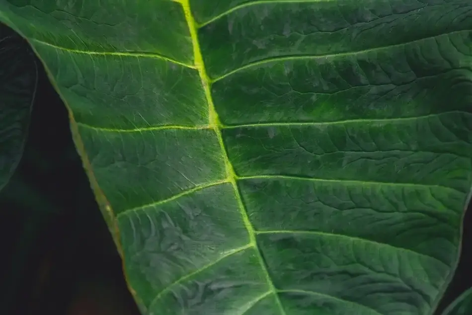 Tortola Elephant Ears Leaf Macro, Road Town, Tortola · British Virgin Islands