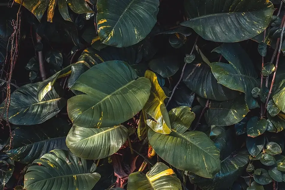 Tortola Lush Philodendron Plantation Foliage, Road Town, Tortola · British Virgin Islands