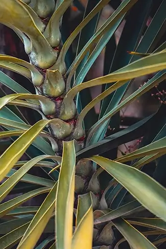 Tortola Cordyline Frond Patterns, Road Town, Tortola