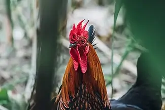 Tortola Rooster Through Foliage, Road Town, Tortola