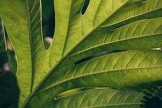 Tortola Green Monstera Leaf Detail, Road Town, Tortola