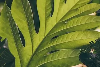 Tortola Tropical Monstera Greenery Close-Up, Road Town, Tortola