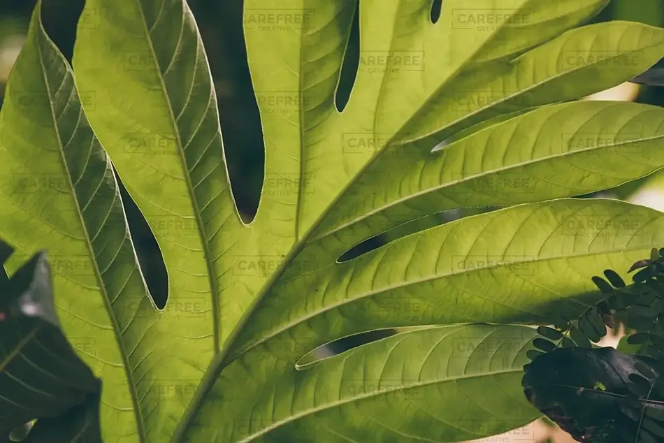Tortola Tropical Monstera Greenery Close-Up