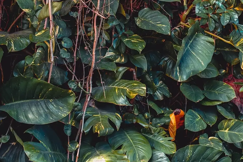 Tortola Dense Tropical Foliage, Road Town, Tortola · British Virgin Islands