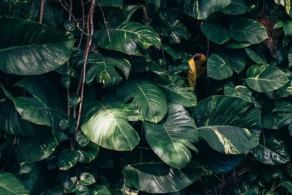 Tortola Lush Philodendron Foliage, Road Town, Tortola · British Virgin Islands
