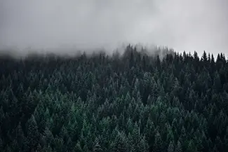 Trillium Lake Forest Mist, Government Camp, Oregon