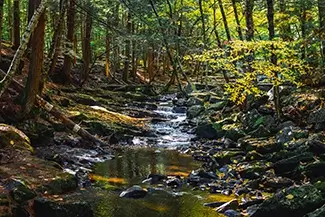Vaughn Woods Serene Stream Surrounded by Trees, Hallowell, Maine