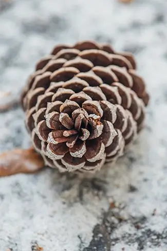 Vereen Memorial Gardens Pine Cone Closeup, Little River, South Carolina