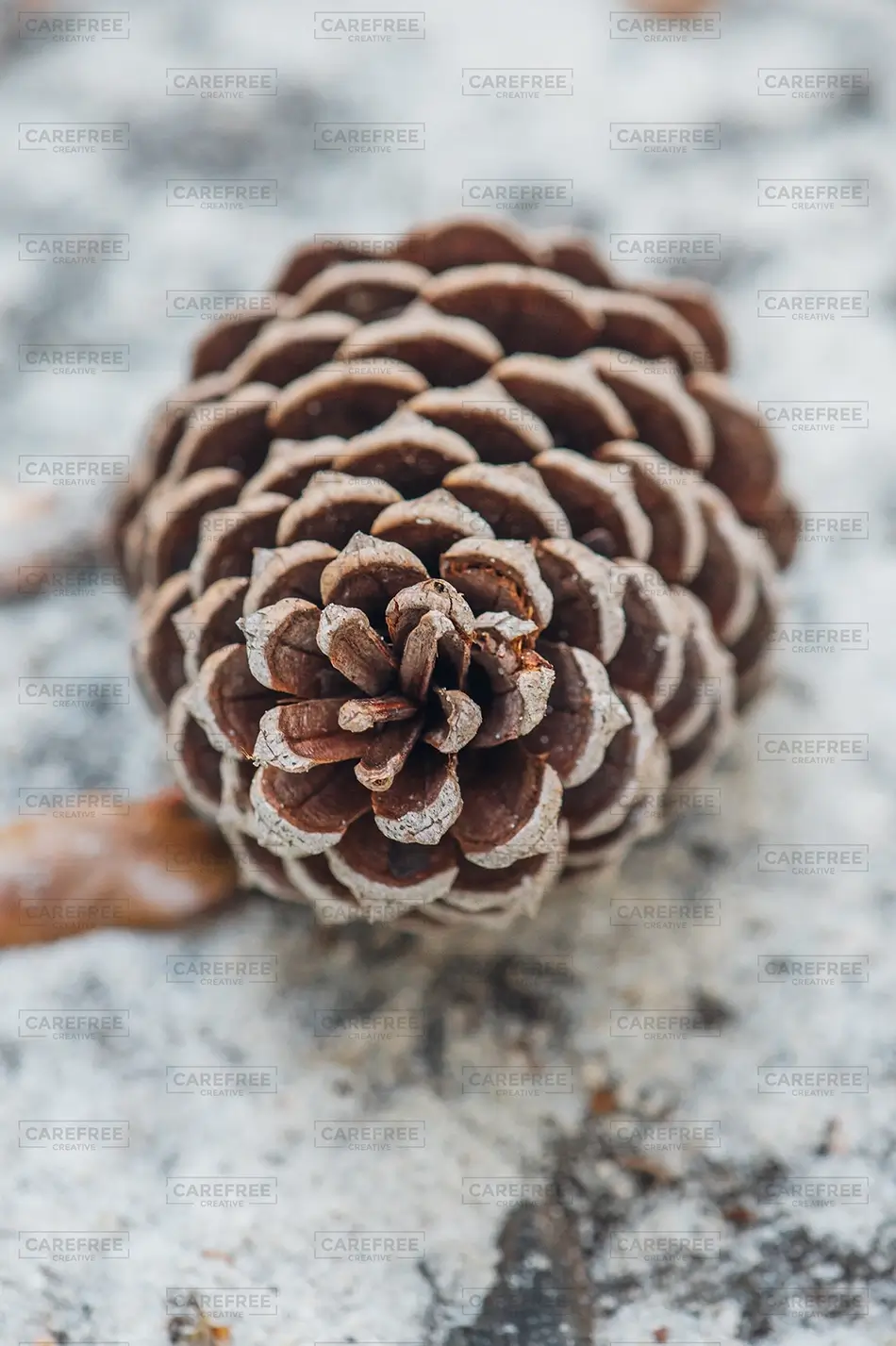 Vereen Memorial Gardens Pine Cone Closeup, Little River, South Carolina · United States